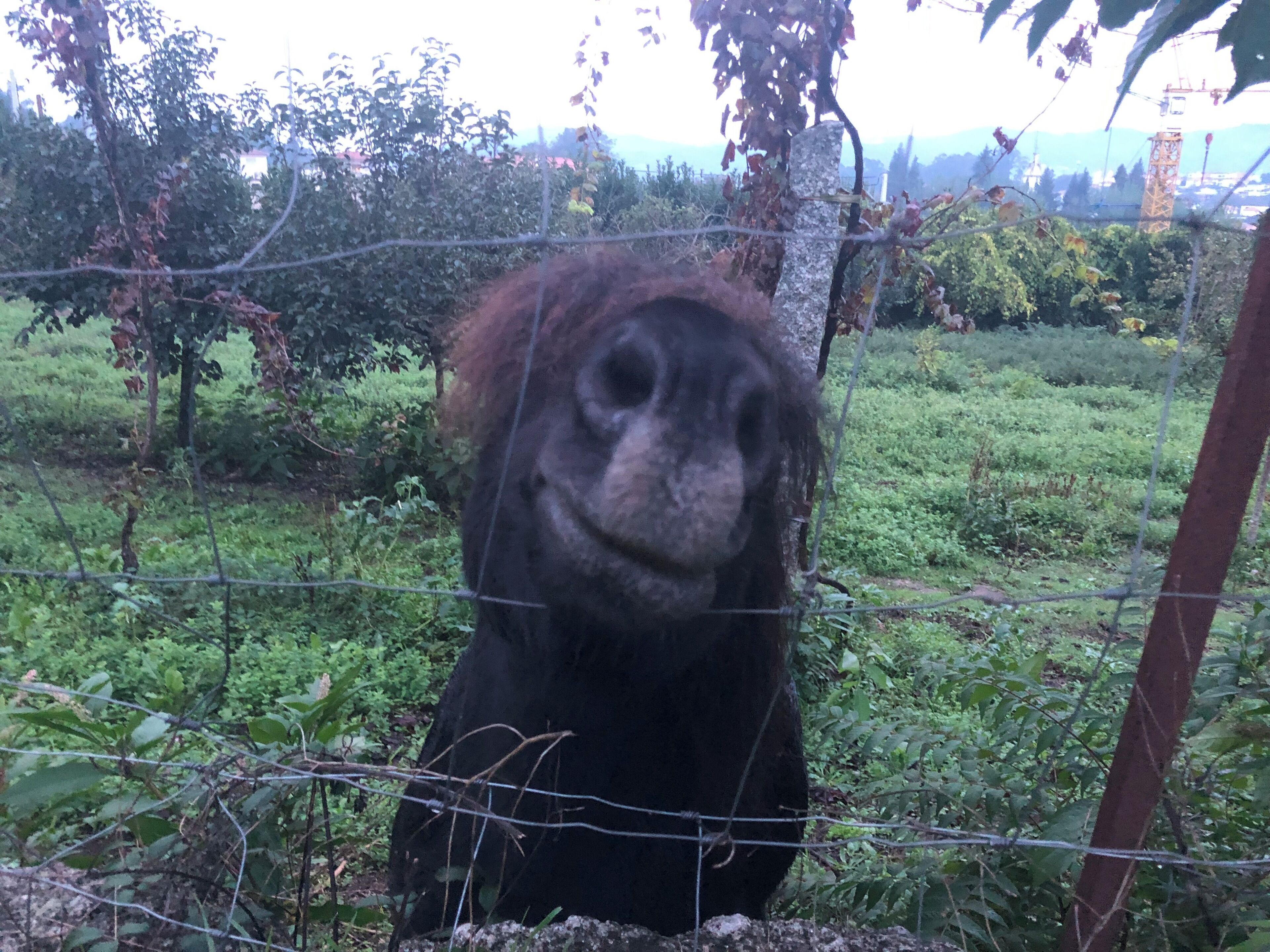 Photo - Hotel Quinta da Tulha By VimaHotels