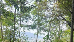 A lush forested area with a view of a distant town and mountains. - Treez Resort Pvt Ltd (Burhanilkantha)