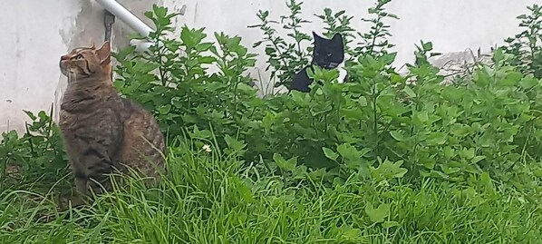 A cat sitting in front of a wall with greenery.