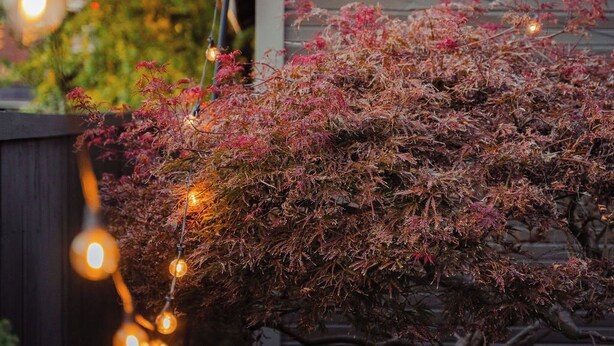 Een huis met een overdekte veranda, lichtjes en een boom met roze bladeren.