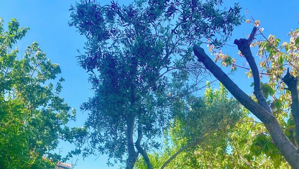 Un espacio al aire libre con césped, una hamaca, un muro de piedra y un banco.