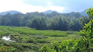 Un paisaje exuberante y verde con un río en primer plano y una colina boscosa al fondo.