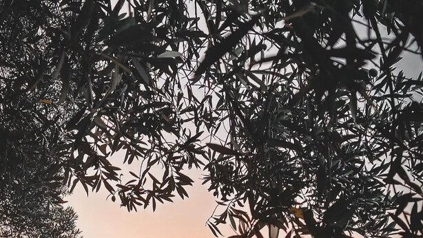 Ένα κιόσκι δίπλα στην παραλία, με θέα στον ωκεανό κατά τη διάρκεια του ηλιοβασιλέματος.