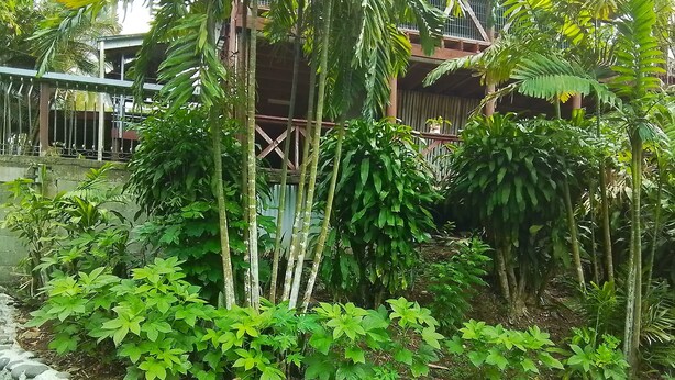 A garden with a stone wall, various plants, and a building in the background. - Room-outback Retreathotel, Ba Fiji (Ba)