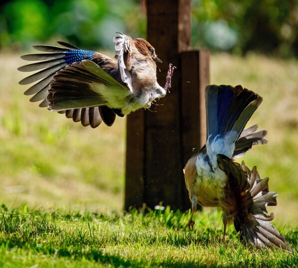 Two birds in flight near a wooden post in a grassy area.