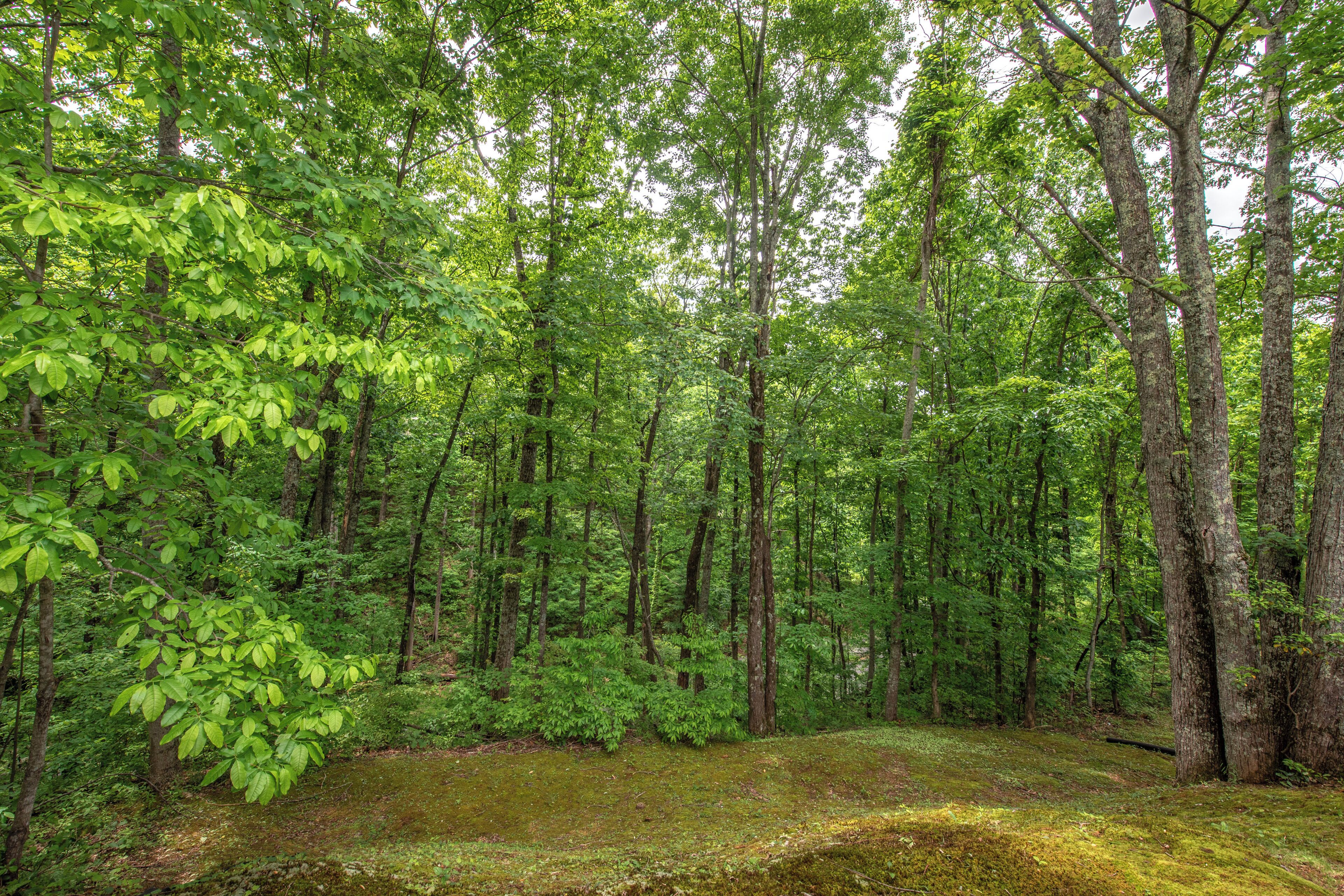 Una fitta foresta con alberi alti e terreno ricoperto di muschio.
