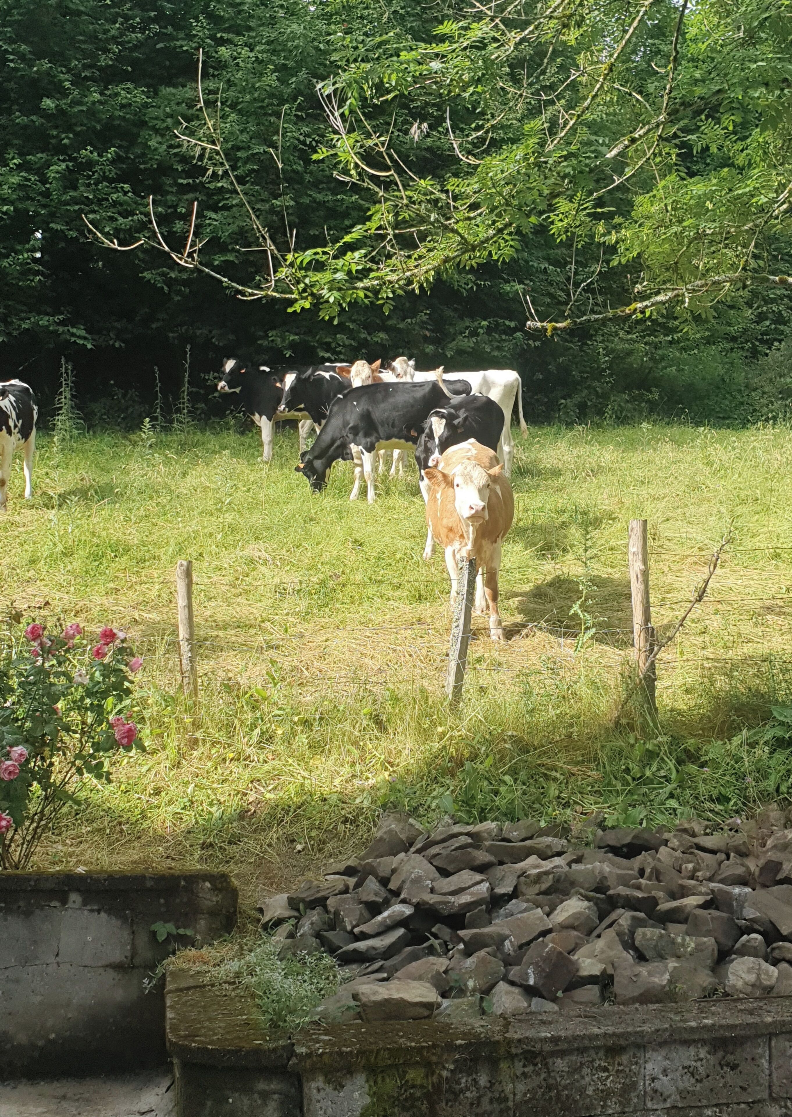 A rural setting with a group of cows grazing in a fenced field, surrounded by trees and greenery.