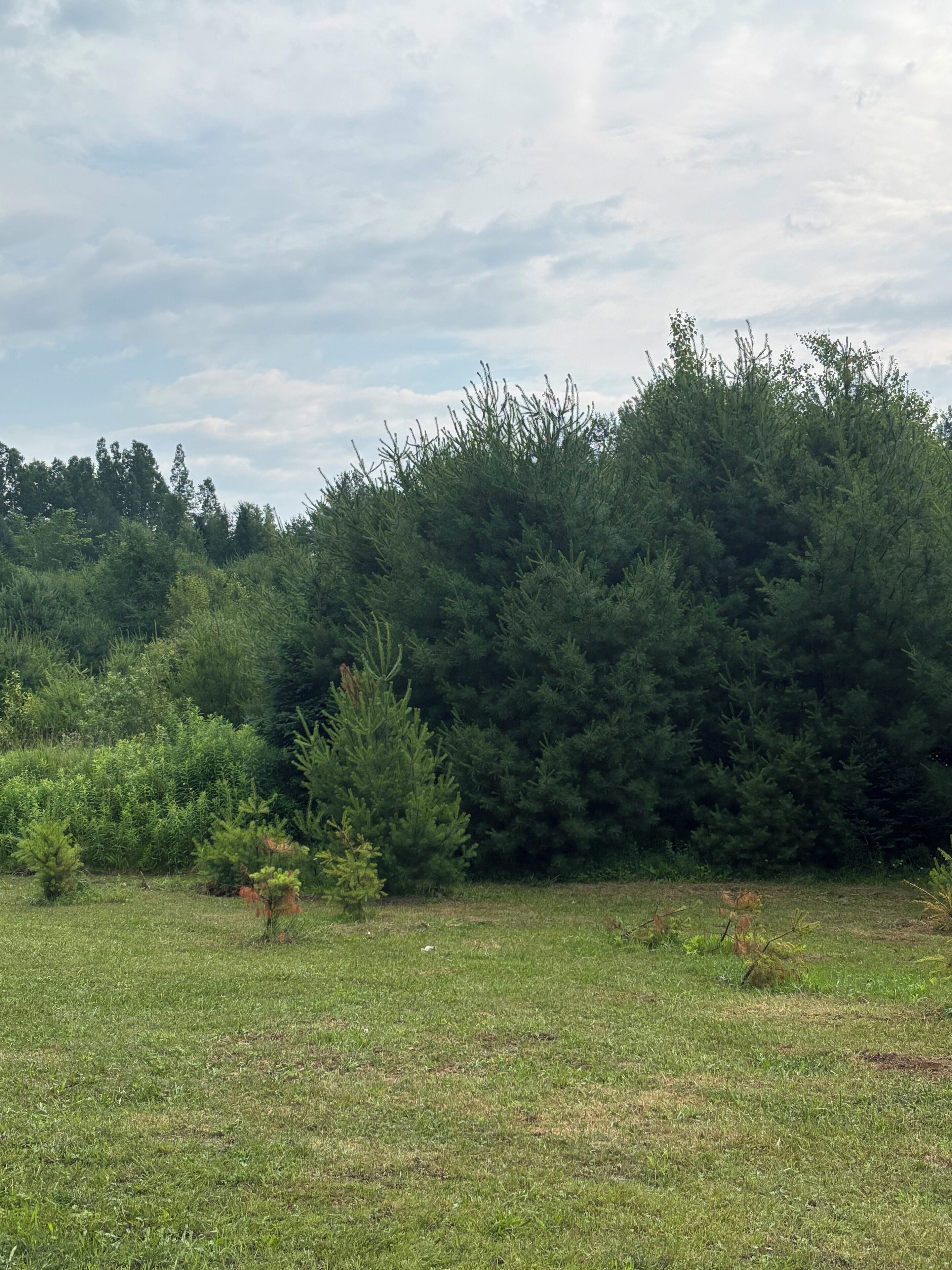 A grassy field with dense trees in the background.
