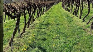 A vineyard with rows of grapevines and a mountain backdrop. - Surrounded by nature, cozy apartment with private garden and grill area (Novaledo)