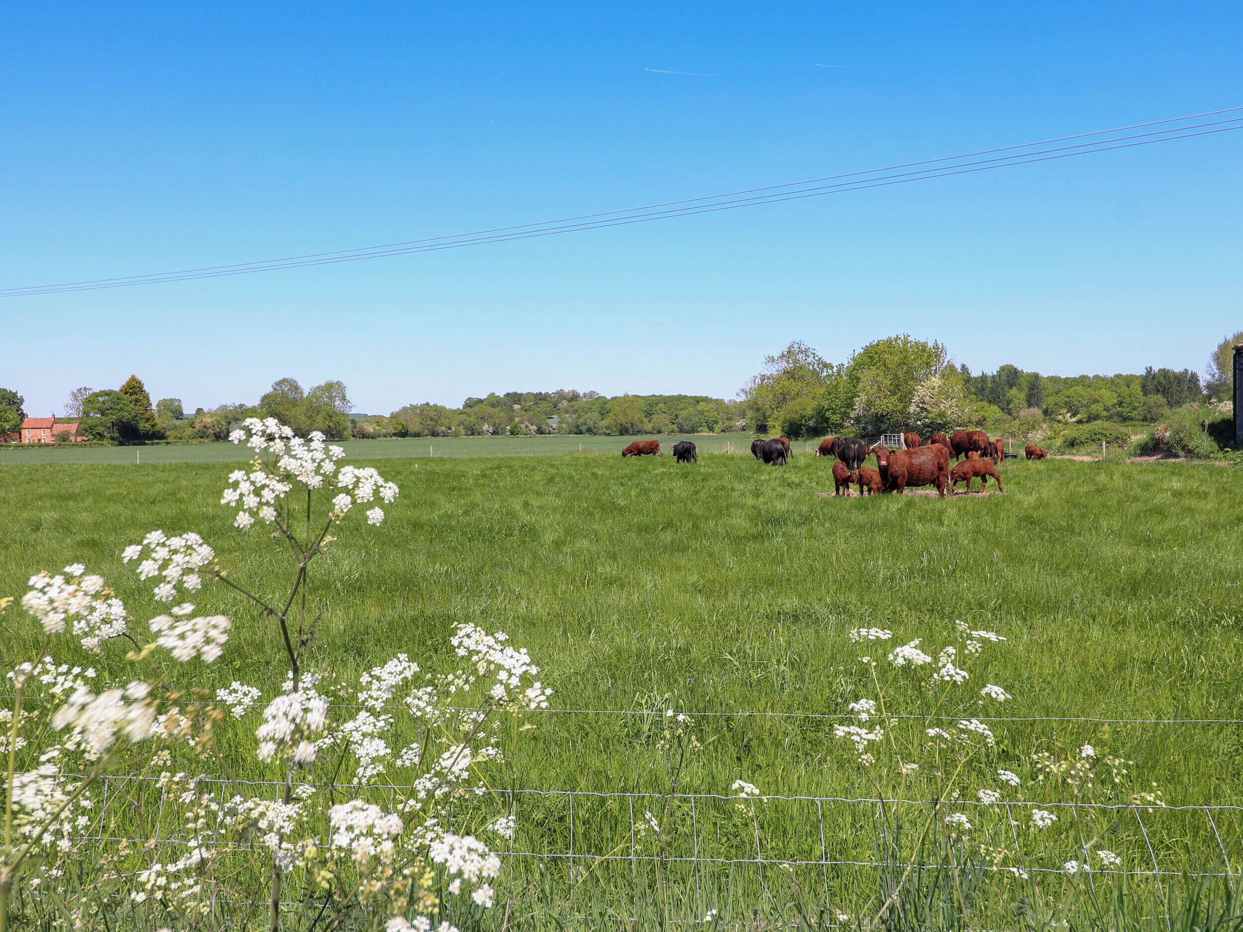 Ländliche Landschaft mit einer Kuhweide, einem Zaun und blauem Himmel.