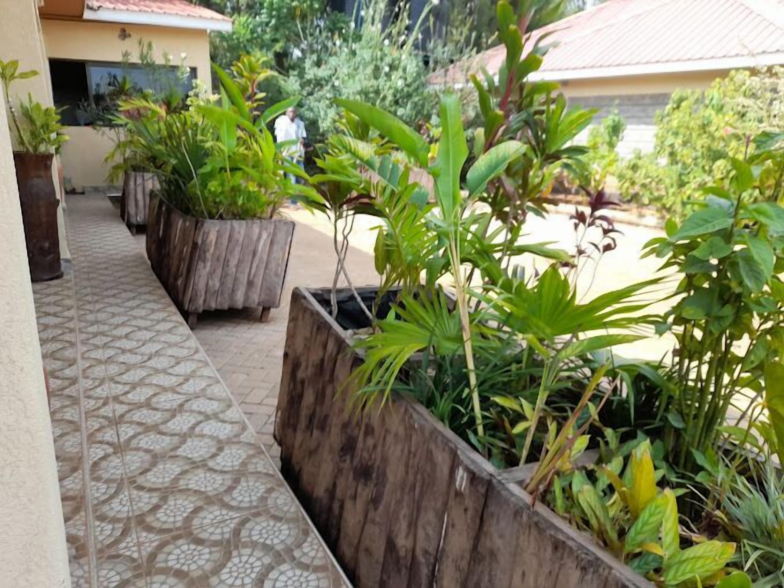 A pathway lined with wooden planters containing various green plants.