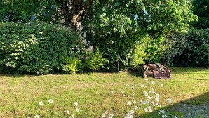 A grassy area with white flowers and dense green bushes.