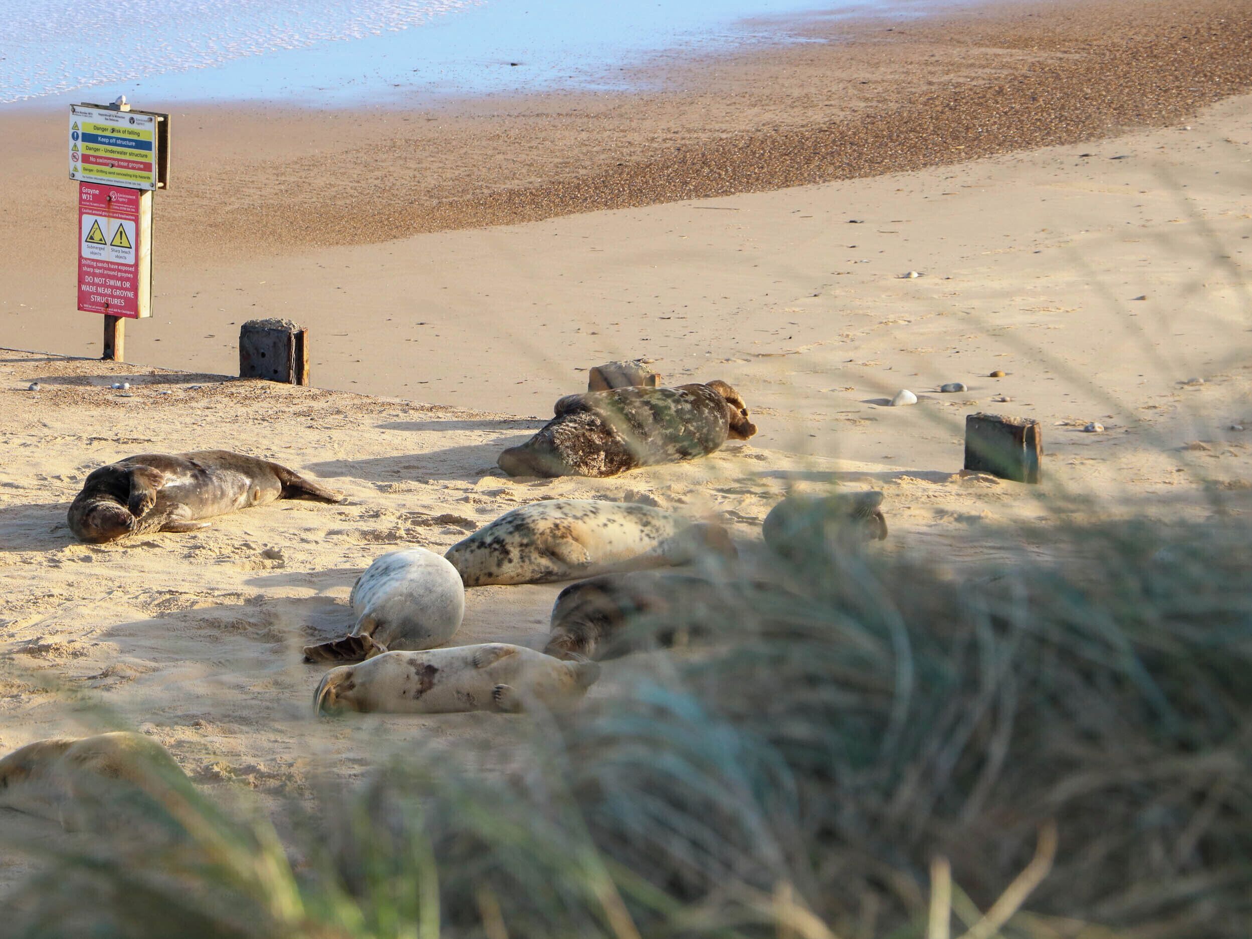 Una playa con varios lobos marinos descansando sobre la arena, un cartel de advertencia y algo de vegetación en primer plano.