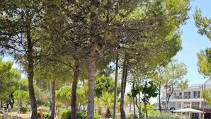A landscaped garden with mature trees, a paved walkway, and a building in the background. - Casa Di Mare Artemis,near airport,near sea (Artemis)