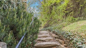 Un chemin de pierres qui traverse un jardin agrémenté d’arbustes à feuilles persistantes et de lierre.