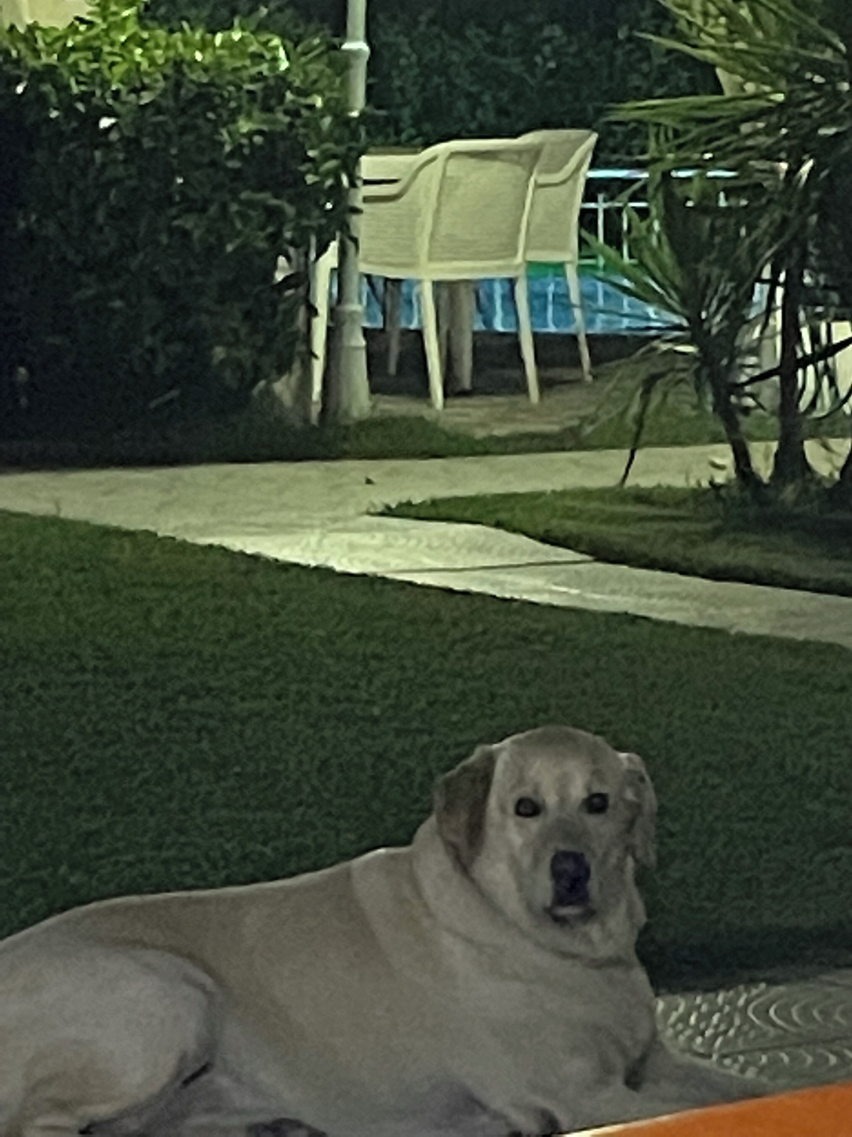 Un perro descansando sobre un tapete estampado en una habitación con una ventana, una silla y una mesa.