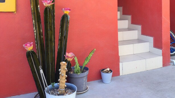 A red building with a yellow window, a staircase, and several potted cacti. - Baja Escape ;Work, Leisure or Explore — Your Choice! (Loreto)