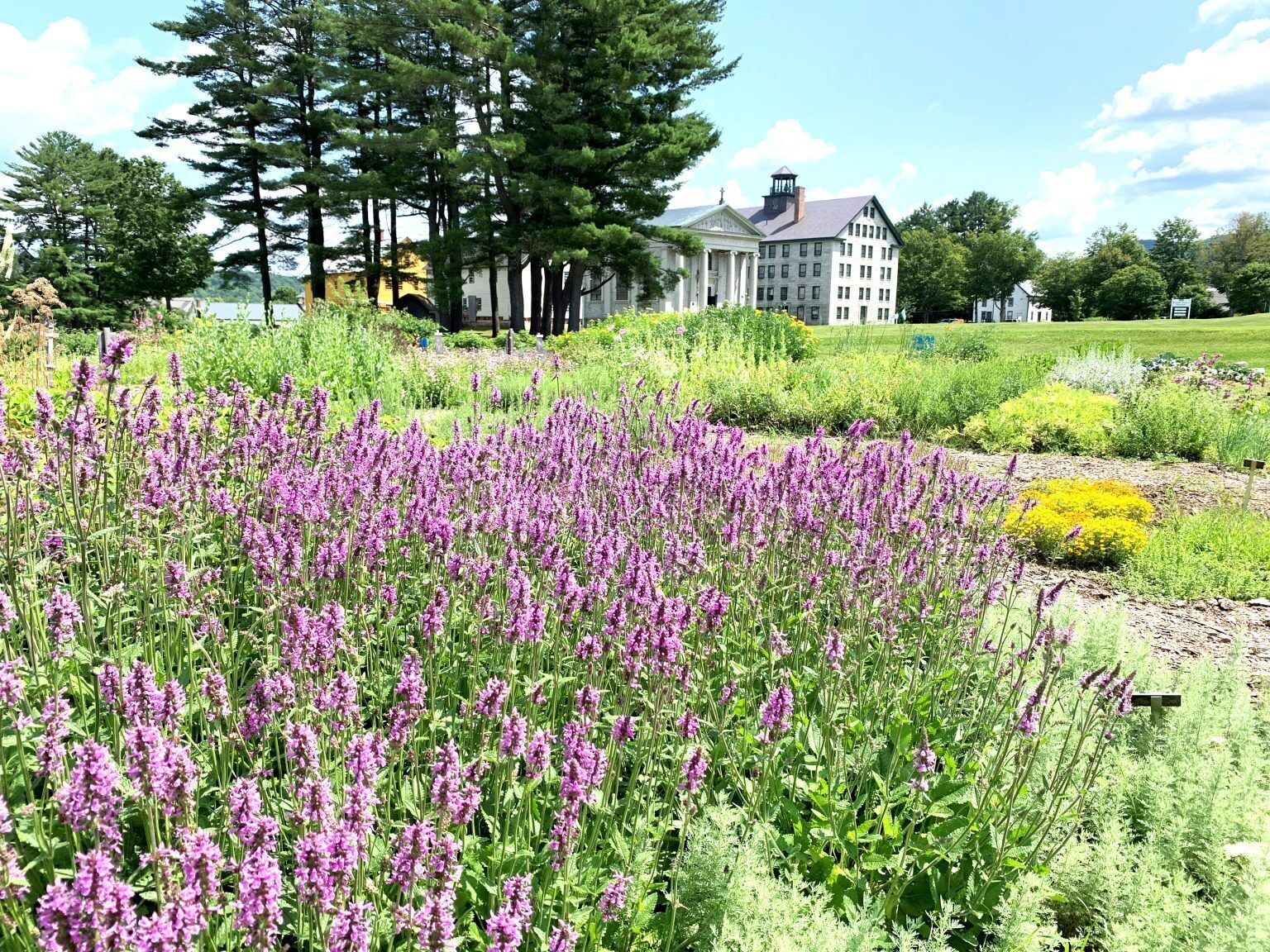 A landscaped garden with purple flowers and a building in the background.