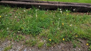 A house with a deck overlooking a lake, surrounded by trees and greenery. - Riverfront / Fishing / Elk Rail Trails / 4-bedroom house in beautiful Duck (Duck)