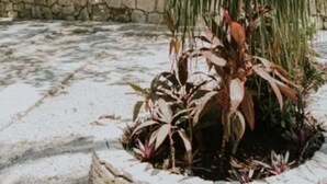 Un edificio de dos pisos con fachada de piedra, cerca de madera y varios plantas en primer plano.