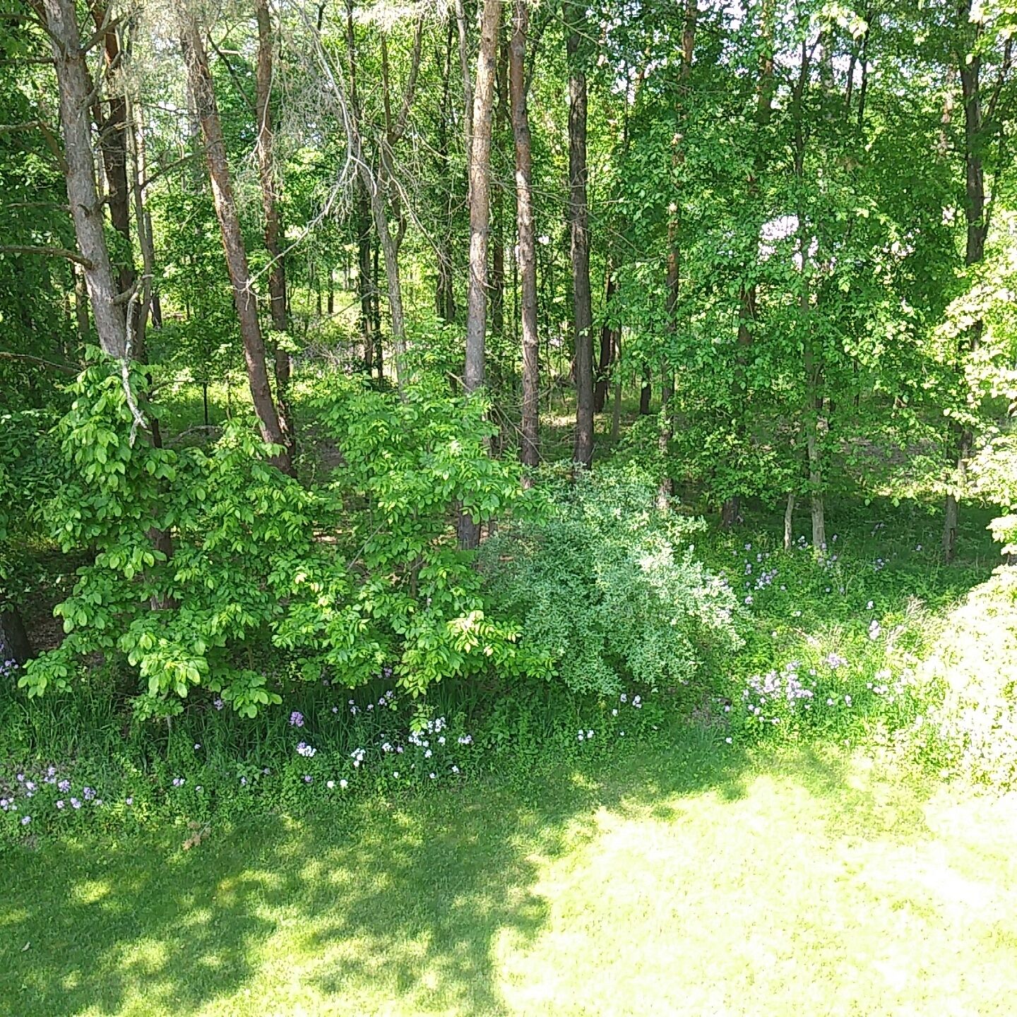Un bosque denso con árboles altos y un área de hierba con flores silvestres.