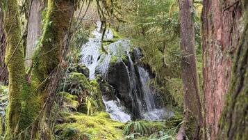 A forested area with a waterfall, moss-covered trees, and dense undergrowth.