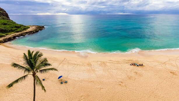 Une plage avec un palmier, quelques personnes et une vue dégagée sur l’océan.