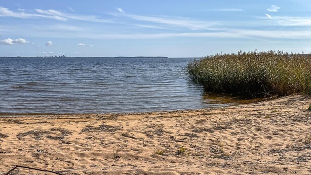Uma praia arenosa com mar calmo, uma linha de costa distante com edifícios e um conjunto denso de juncos ou gramíneas altas à direita.