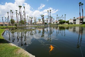 A koi pond with reflections of palm trees and a building in the background.