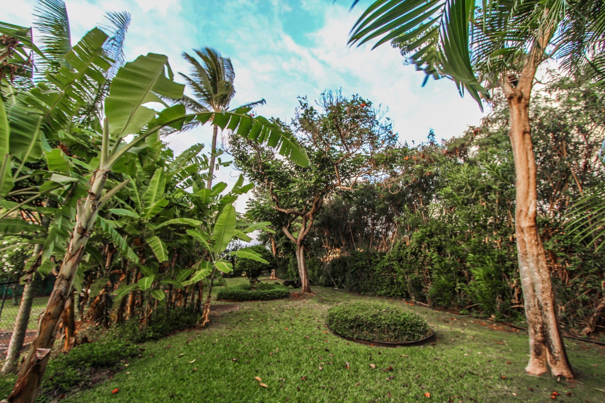 Un exuberante jardín con diversas plantas tropicales y un césped bien cuidado.