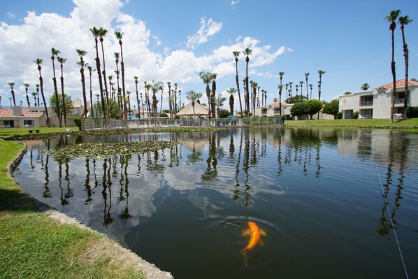 A koi pond with reflections of palm trees and a building in the background.