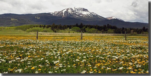 Ein Feld mit gelben und weißen Blumen, im Hintergrund ein Berg.