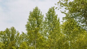 Yhden kerroksen korkuinen puinen mökki, jossa on kalteva katto. Sen ympärillä on nurmialuetta ja tiheää metsää.