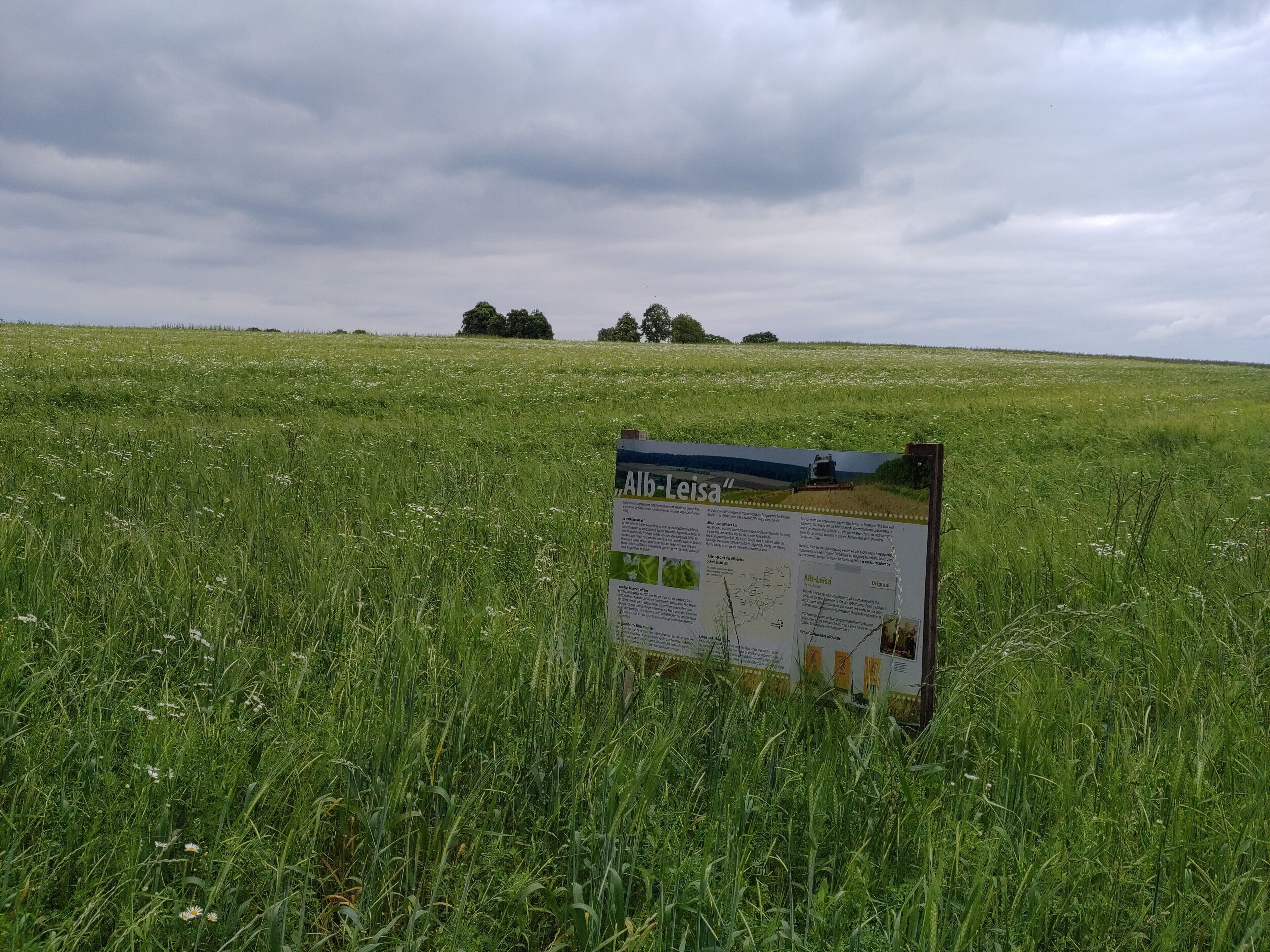 Un champ herbeux avec un panneau d’affichage présentant des informations sur « Alb-Leisa ».