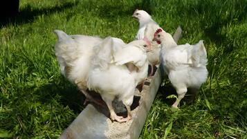 Un groupe de poules se trouve sur une rampe métallique dans un espace herbeux.