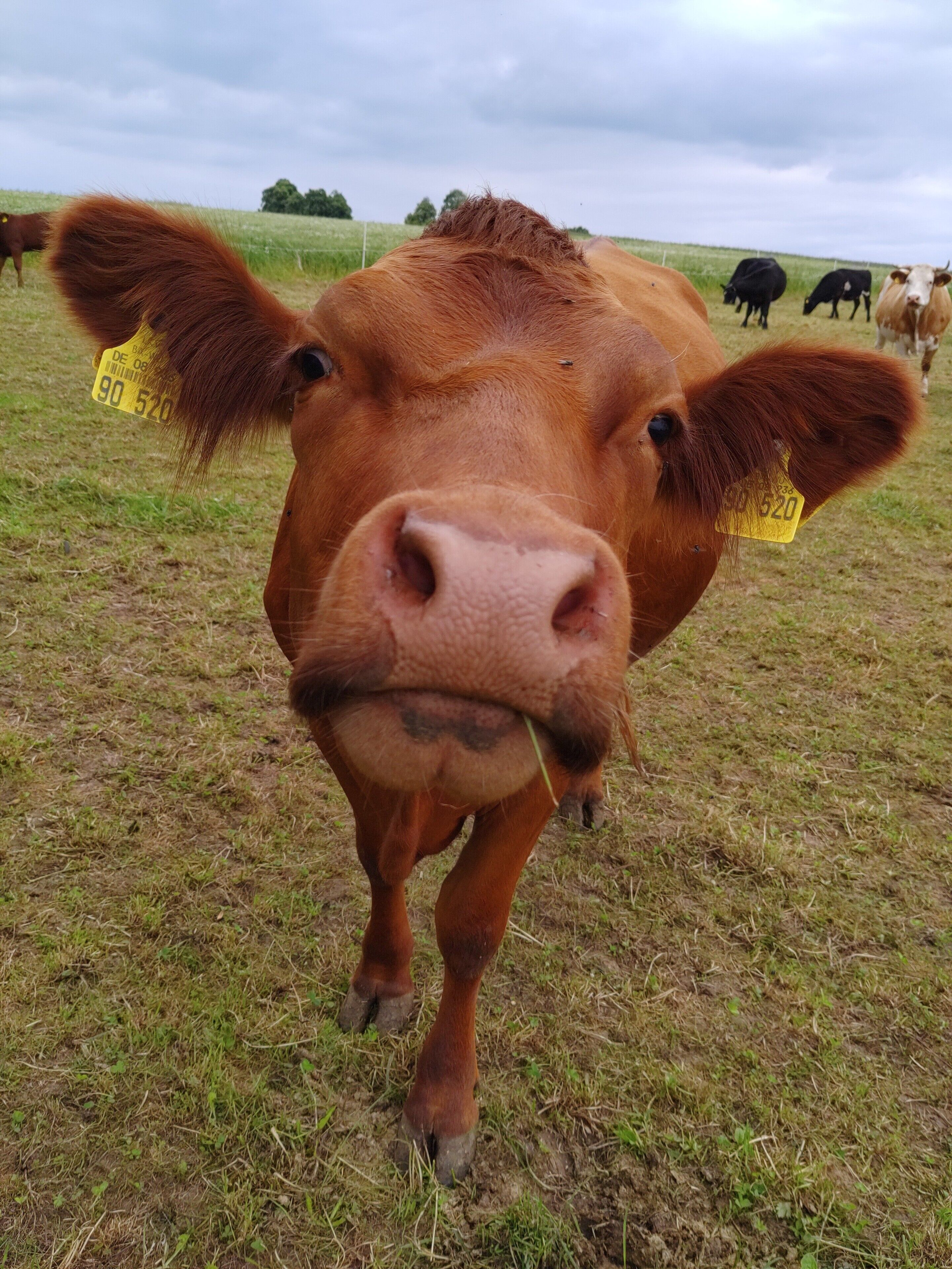 A close-up of a brown cow with yellow ear tags in a grassy field.