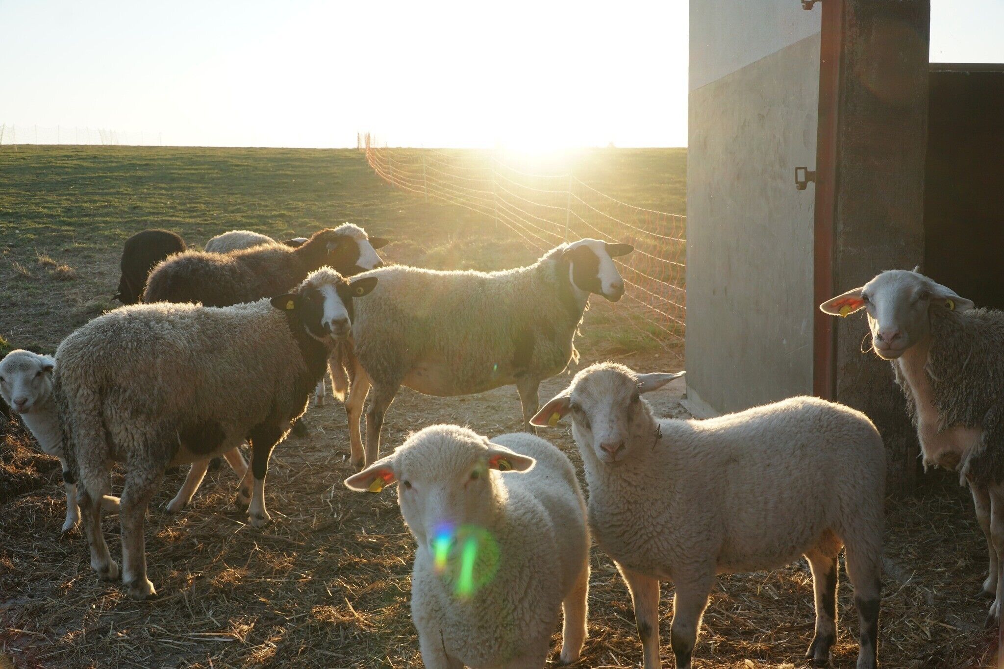 A group of sheep in a pen with a fence, a building, and a clear sky.