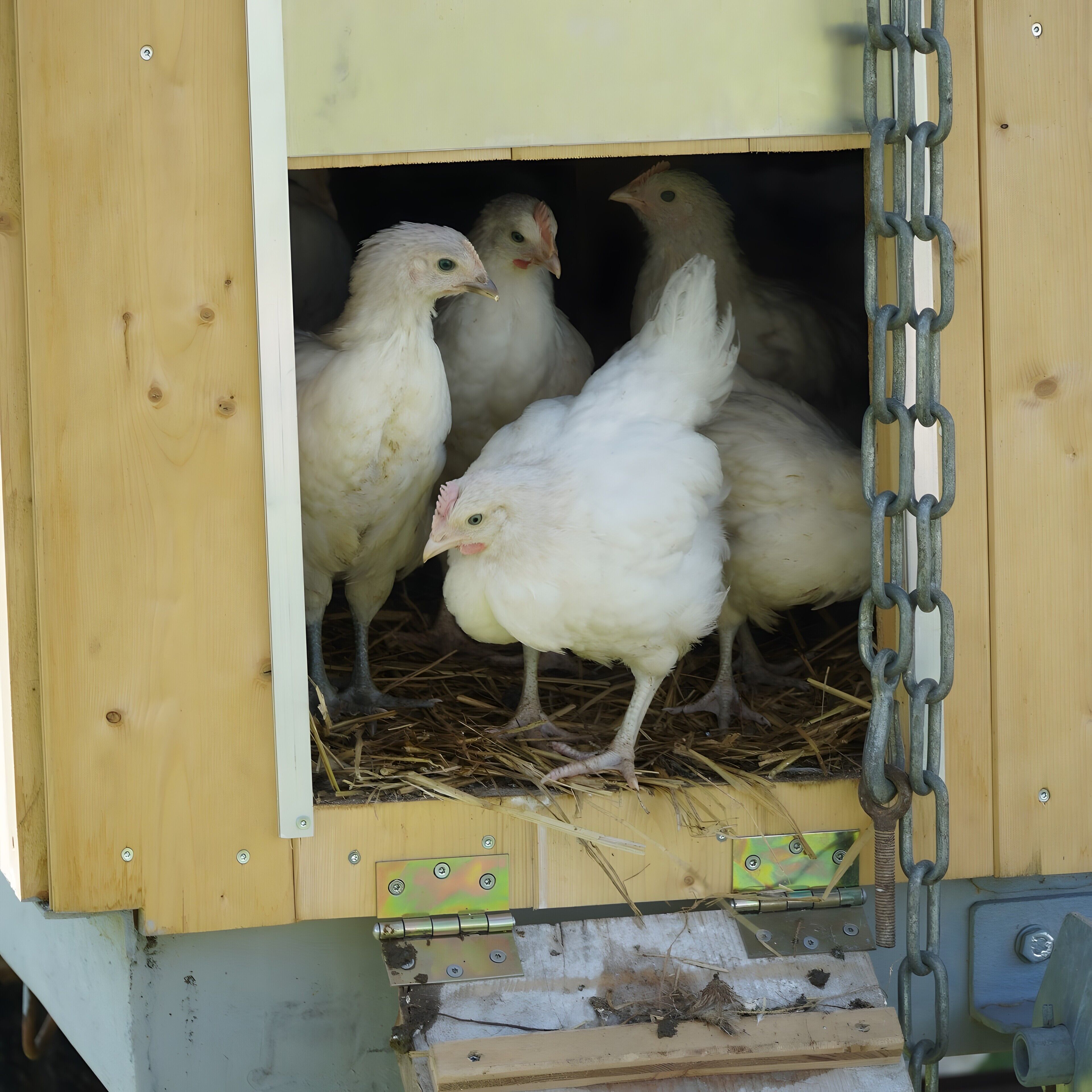 Un pollaio in legno con una porta a cerniera, paglia come lettiera e una catena metallica per la sicurezza.