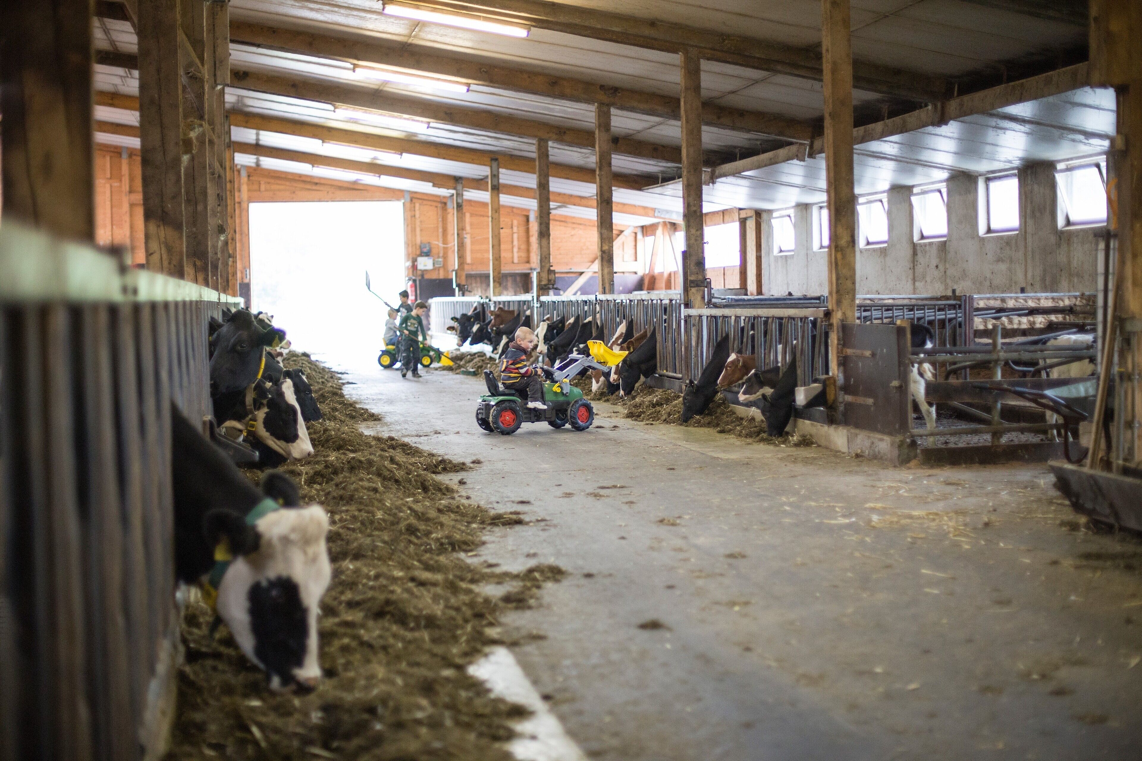 L’intérieur d’une grange avec des vaches, un tracteur et des zones d’alimentation.