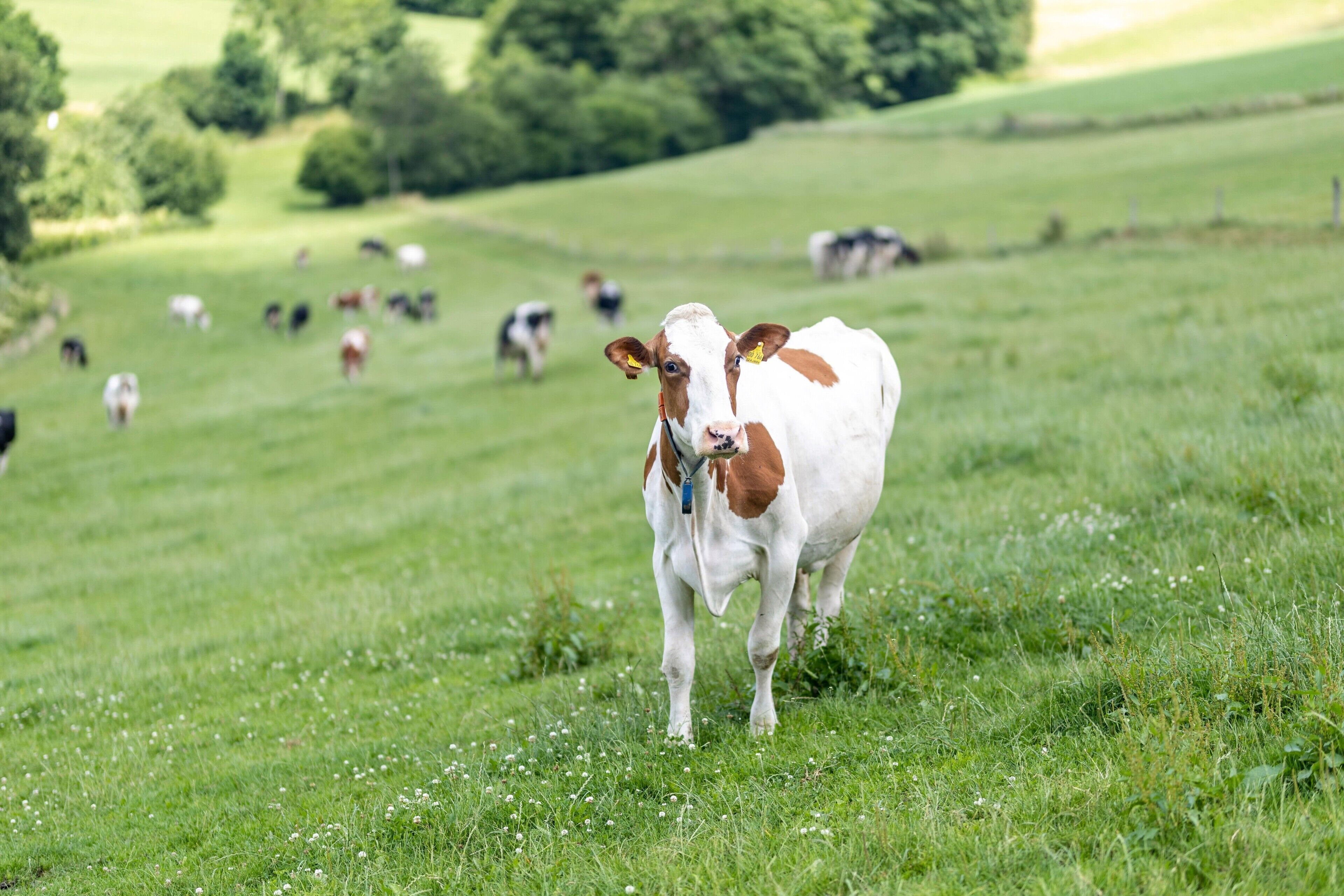 Eine Kuh auf einer Wiese, im Hintergrund weitere Kühe.