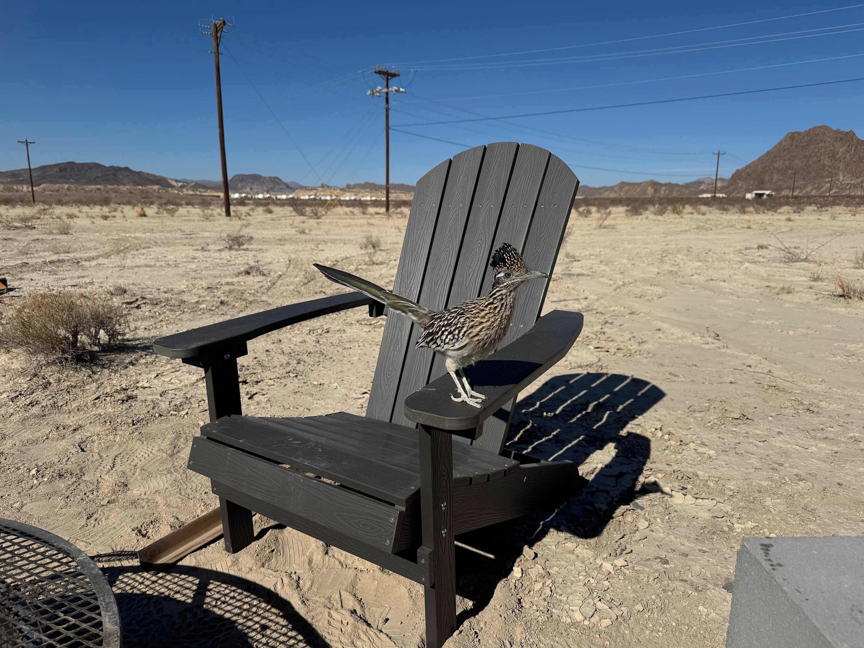 A wooden Adirondack chair in a desert setting with a bird perched on the backrest.