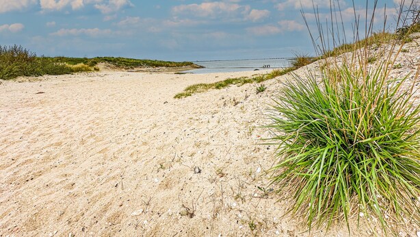 Ein sandiger Strand mit Dünen und vereinzelter Vegetation.