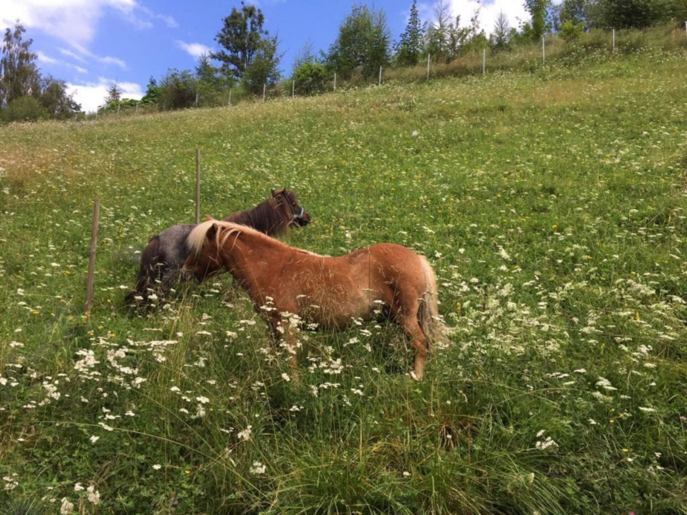Un campo cubierto de hierba con dos caballos pastando.