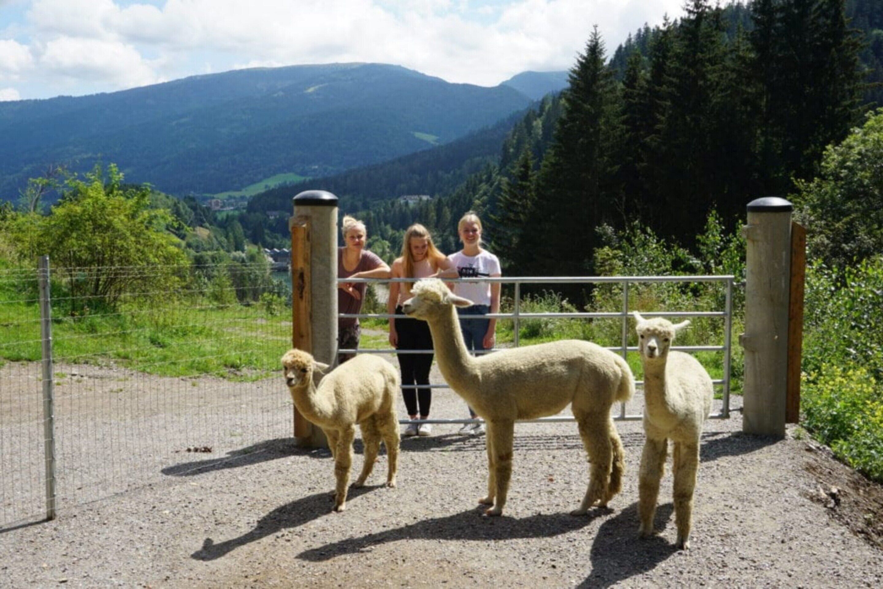 A group of people observing alpacas near a gate with a mountainous backdrop.