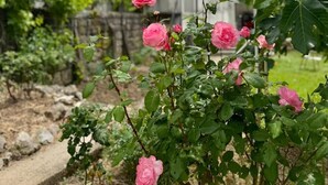 Ein Garten mit rosa Rosen und einem weißen Gebäude im Hintergrund.