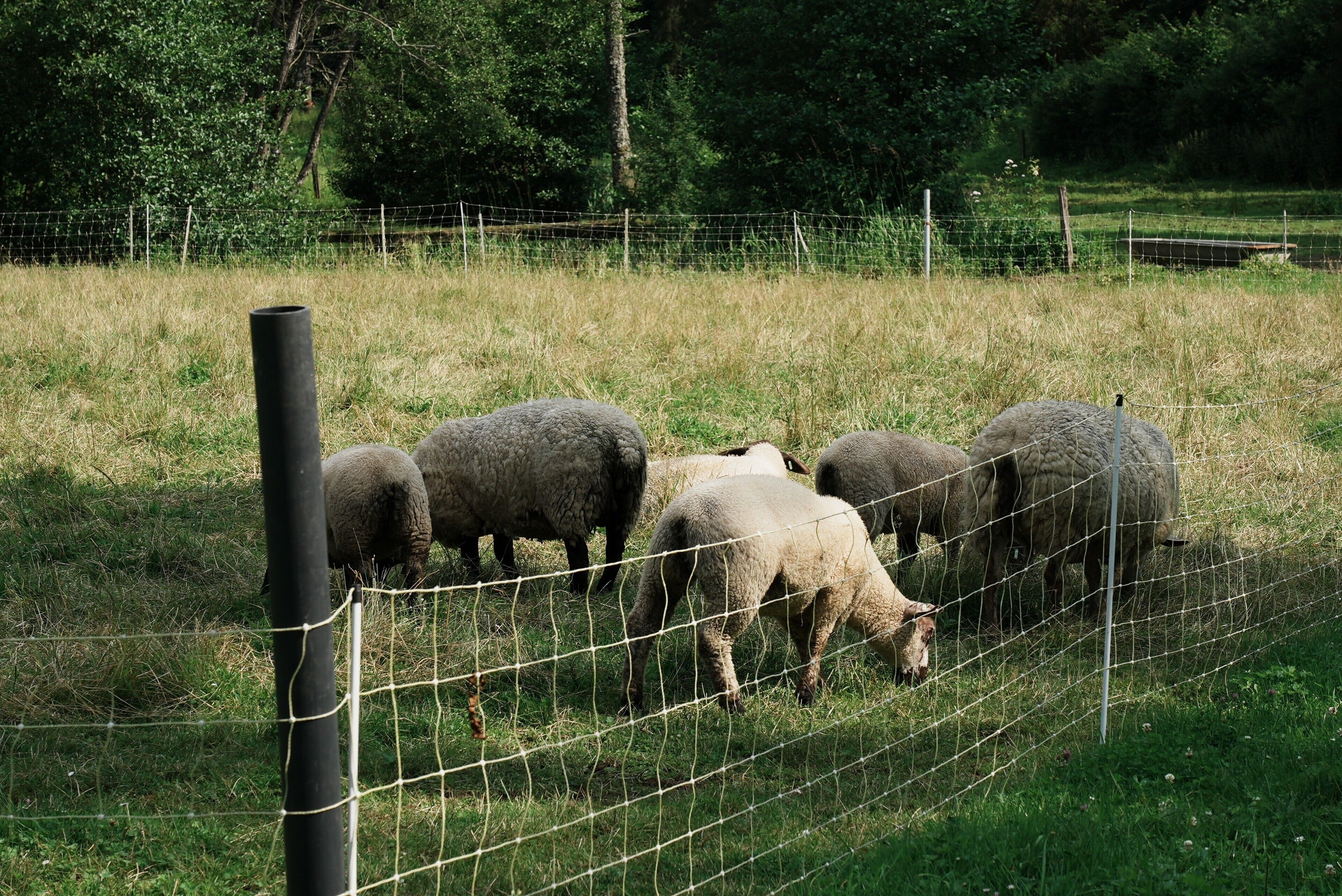 Un espace clos où des moutons paissent.
