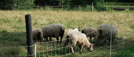 Un espace clos où des moutons paissent.