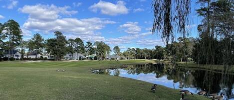 A golf course with a pond, ducks, and houses in the background.