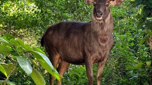 A deer standing in a lush green forest. - Periyar Canopy Thekkady (Kumily)