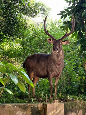 Deluxe tweepersoonskamer, 1 kingsize bed, balkon | Uitzicht vanaf balkon